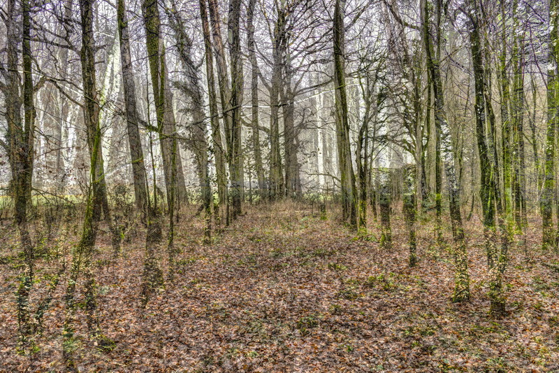 wald3
